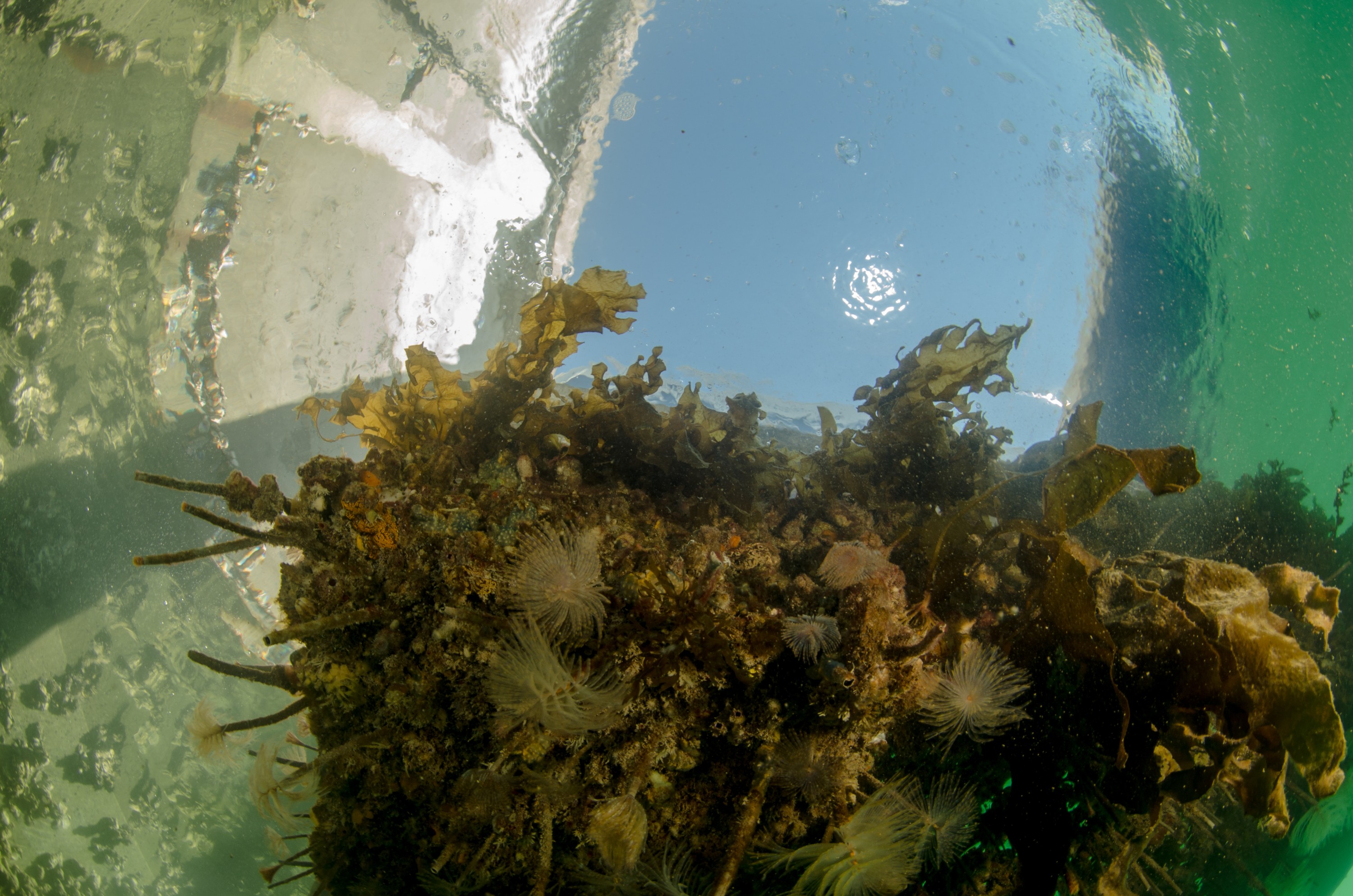 DSC_3110 – Mediterranean, fanworm, Sabella, spallanzanii, marine, pest, Auckland, underwater, crispin, nz, new, zealand, new zealand, fan, worm, marine, pest, invasive, Biosecurity